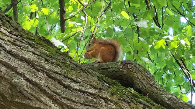On a summer day, a little red squirrel sits on a tree branch and eats a walnut.