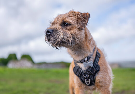 Border terrier male dog portrait