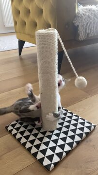 White grey cat scratching beige post with toy