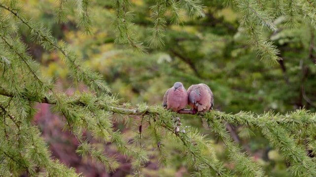A serene moment featuring a pair of spotted doves&mdash;or wild pigeons&mdash;perched affectionately on the branch of a pine tree.