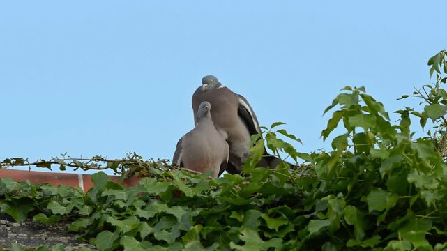 A pair of wood pigeons (*Columba palumbus*) mating on the roof of an old building covered in green ivy.