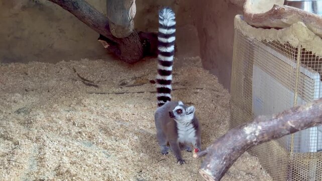 Ring-tailed lemur eating a piece of fruit in zoo enclosure
