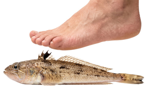human foot about to step on a venomous greater weever (trachinus draco) on transparent background