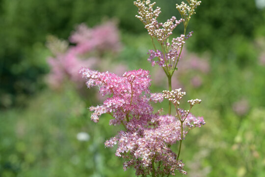 close-up of pink astilbe on a delightfully defocused background