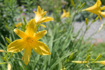 Fototapeta premium yellow daylilies in a sunny garden