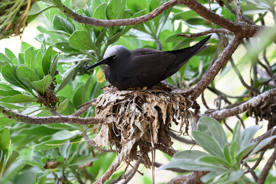 A Black Noddy (Anous minutus) on its nest on Lady Elliot Island in the Great Barrier Reef in Austrailia.