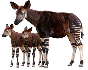 Obraz premium female okapi (okapia johnstoni) standing together with her two young calves isolated on transparent background