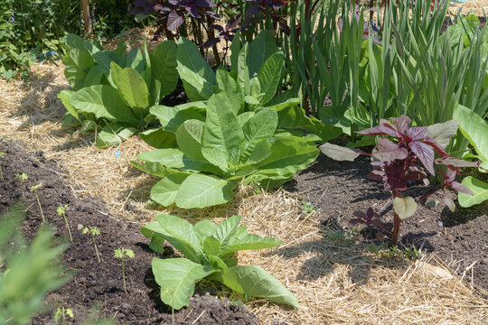 outdoor kitchen garden with plants (likely Flowering tobacco or Nicotiana and Amaranthus)
