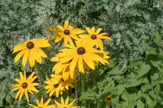 bright sun on deep yellow black-eyed Susans in an outdoor garden