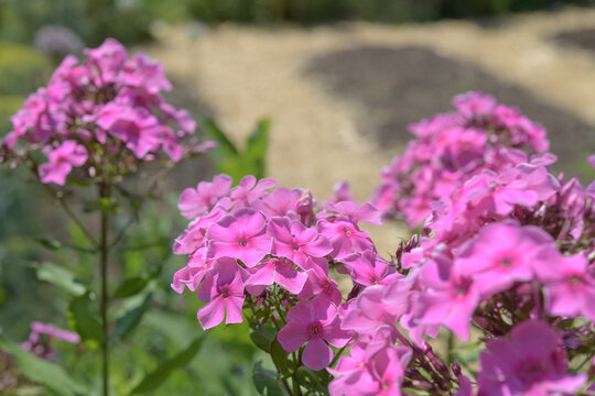 clusters of pink phlox in bloom in an outdoor garden