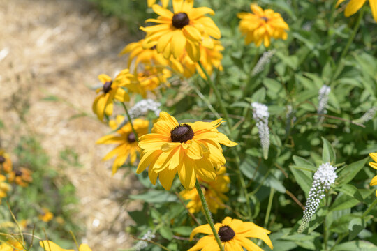 rudbeckia hirta in bloom in a garden