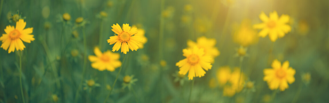 Beautiful yellow flowers on blurred green background in sunlight, floral panoramic banner