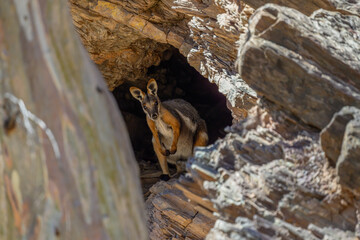 A yellow-footed rock-wallaby (Petrogale xanthopus) sitting in the Flinders Range, South Australia. © Kirk Hewlett