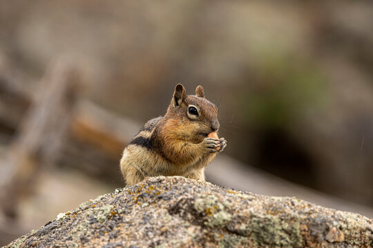 Chipmunk Foraging on a Granite Boulder