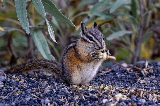 Cute Chipmunk Foraging for Seeds