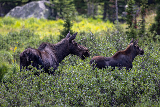 Moose Cow and Calf in the Wild