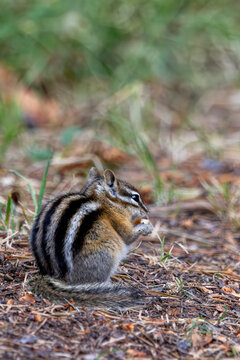 Wild Chipmunk Foraging for Food