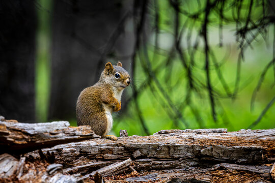 Alert Pine Squirrel on a Decaying Log