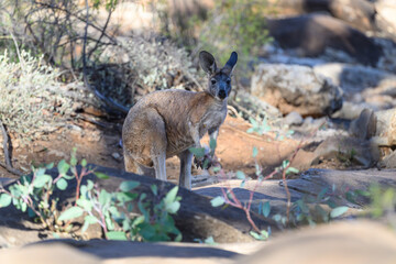A Common Wallaroo / Euro (macropus robustus) standing in a rocky brushy area in the Flinders Range, South Australia. © Kirk Hewlett