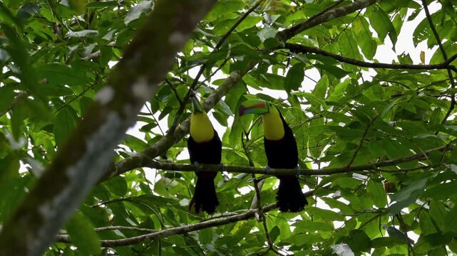 A pair of keel-billed toucans (*Ramphastos sulfuratus*) perched together on a tree branch amidst the lush tropical forest.