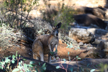 A Common Wallaroo / Euro (macropus robustus) standing in a rocky brushy area in the Flinders Range, South Australia. © Kirk Hewlett