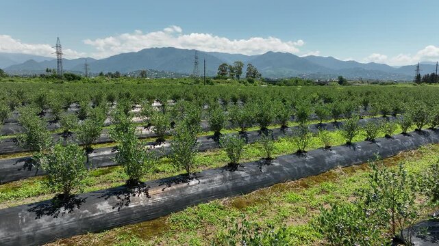 aerial drone shot overlooking a massive agricultural plantation of organic blueberries. The video highlights the modern farming technique, showcasing long, systematic rows of young green bushes