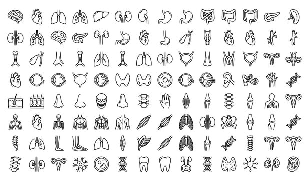 Human Organ Line Icon Set Editable Stroke Medical Vector Collection