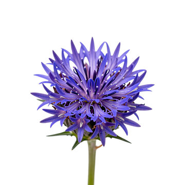 Close up shows bright purple Stokes aster with long slender petals and white specks