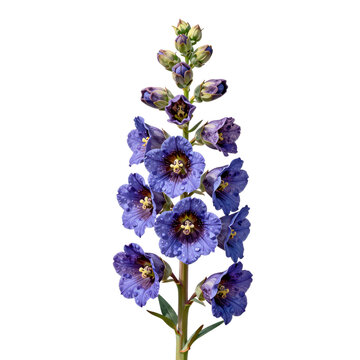 Elegant salpiglossis sinuata flower with water droplets stands out against a white background