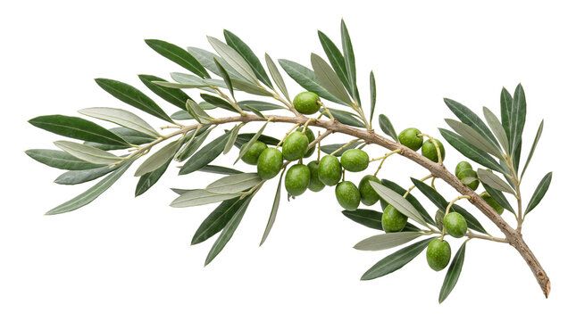Fresh olive branch laden with ripe green olives, ready for harvest, symbolizing peace and longevity.
