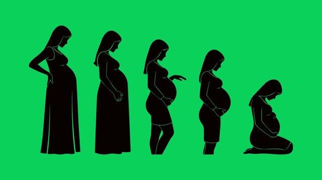 Pregnancy stages animation on green screen for maternity education and medical video, Pregnancy growth timeline motion graphic for healthcare presentation and educational content