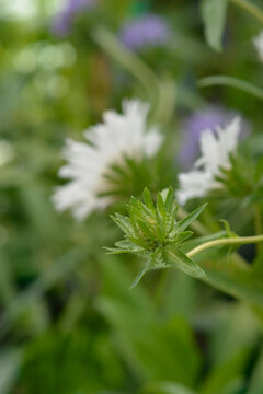A green prickly flower bud of a stokes aster plant with blurred white blossoms in the background - latin name - Stokesia laevis Alba