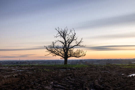 Bare tree silhouette standing alone in vast plowed field at sunset