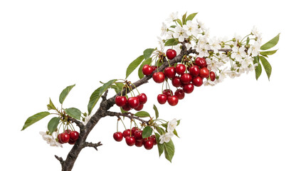 Ripe red cherries with white blossoms and green leaves branch isolated on transparent background png. © Png ProTeam
