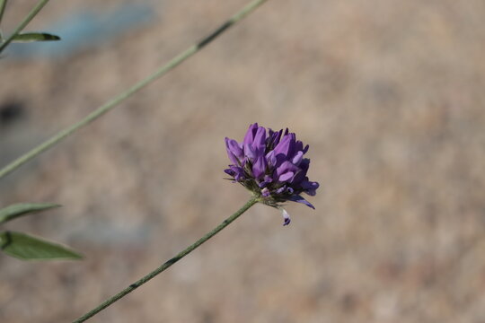 Purple Flowering Arabian Pea (Bituminaria bituminosa) Close Up