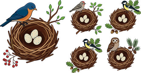Vector bird nest collection featuring wild birds eggs in nests bluebird owl titmouse finch on tree branches isolated on white background © Mdjony