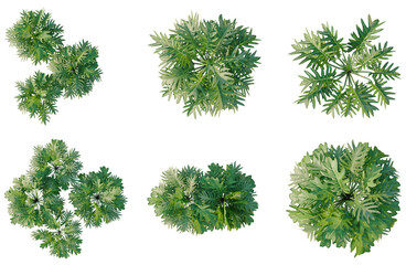 Set of  Philodendron xanadu tree plan, top view, cutout, transparent background, isolate, Collection of Lush Green Trees - Top Down Aerial Perspective for Landscape Design © DH Tree Stock