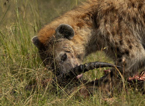 Hyena feeding wildebeest carcass at Masai Mara, Kenya