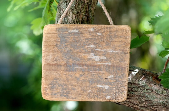 Rustic old wooden empty board on the tree offers empty copyspace