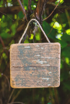 Rustic old wooden empty board on tree offers empty copyspace