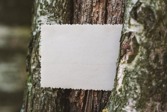Vintage empty paper on the old wooden bark texture of tree