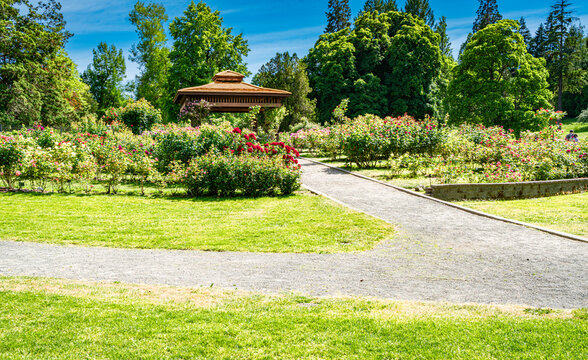 Tacoma Park Rose Garden 2