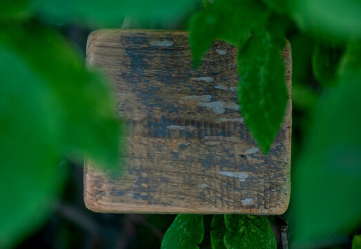 Rustic old wooden empty board on tree offers empty copyspace