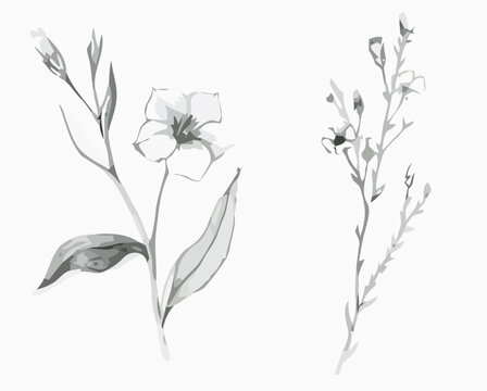 Delicate floral sketch linaria and small blossom botanical illustration