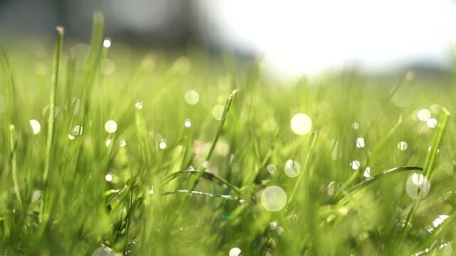 Close up of fresh green grass with morning dew drops in sunlight