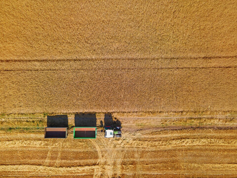 A field full of ears of grain wheat, barley, or rye - being harvested by a combine harvester. Harvest time on the outskirts of a small town.