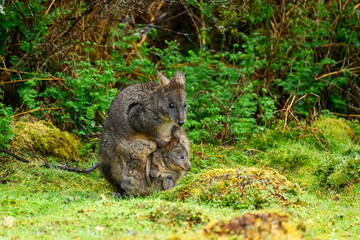 A mother Tasmanian pademelon (Thylogale billardierii) and joey looking out from her pouch in Tasmania, Australia. © Kirk Hewlett