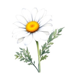 Fototapeta premium A single white daisy watercolor clipart with a yellow center, botanical illustration, isolated, transparent background, realistic watercolor texture, premium quality, centered composition, no text