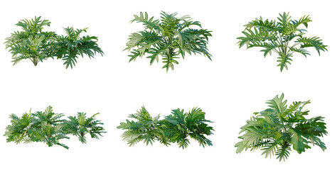 Set of Philodendron xanadu tree, elevation, front view, cutout, transparent background, isolate © DH Tree Stock