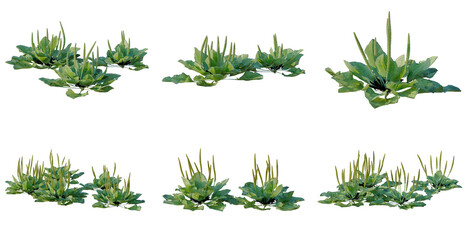 Set of Plantago major tree, elevation, front view, cutout, transparent background, isolate, Collection of Lush Green Plants with Unique Foliage – Ideal for Nature and Botanical Design Elements © DH Tree Stock